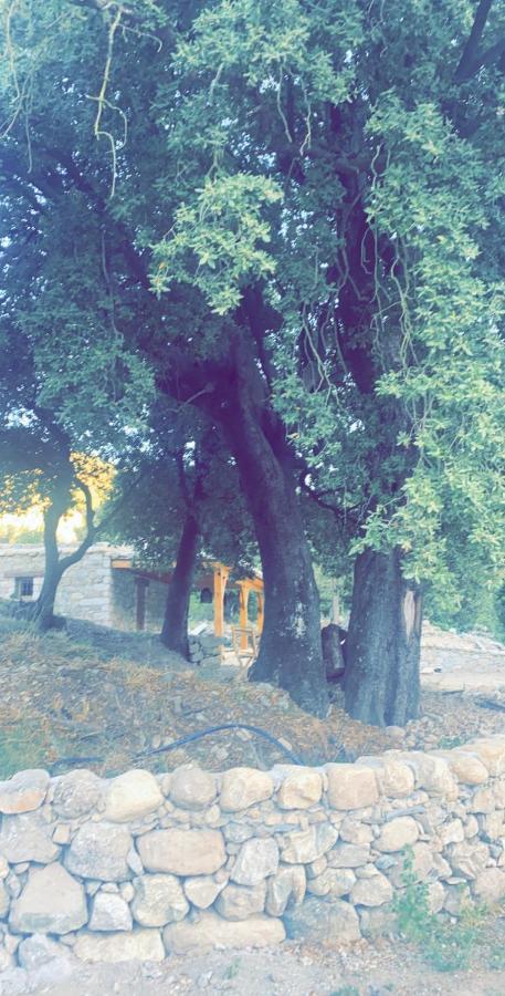 La Bergerie Du Chene Pension Omessa Buitenkant foto